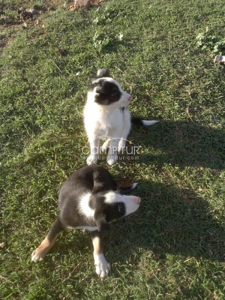 Foto 3 de Border Collie