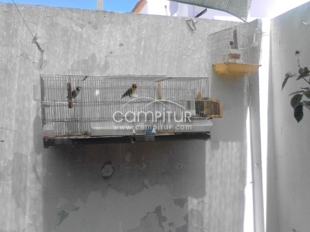 vendo pareja de agapornis
