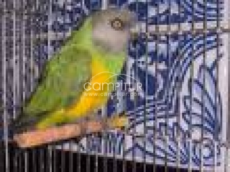 loro you you 