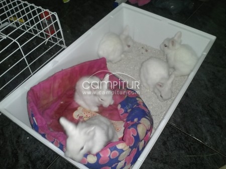 se venden crias de conejos lionhead