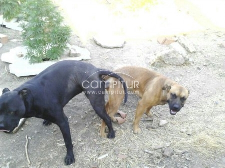 se venden cachorros de pitbull.