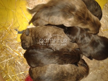 Foto 2 de se venden cachorros de pitbull.