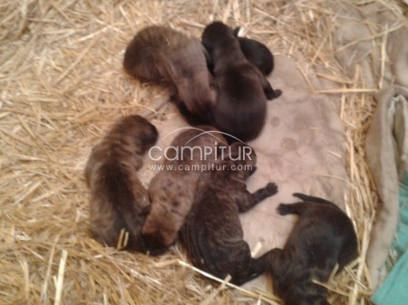 Foto 3 de se venden cachorros de pitbull.