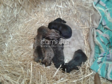 Foto 4 de se venden cachorros de pitbull.
