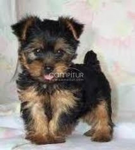 ADOPTO YORSAY 