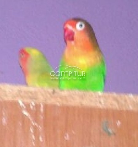 Se venden Agapornis