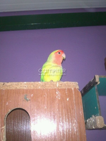 Foto 3 de Se venden Agapornis