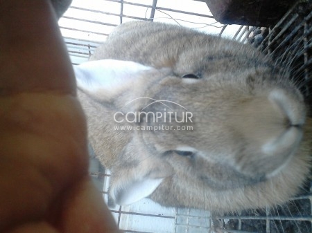 se vende conejo