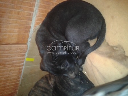se venden dos pitbull 