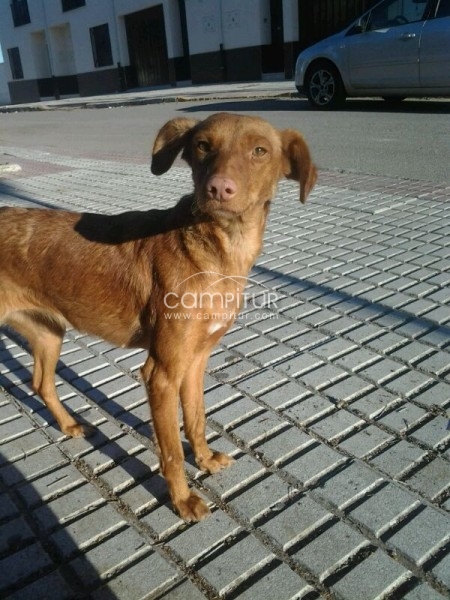 SE REGALA MESTIZA DE PODENCO.