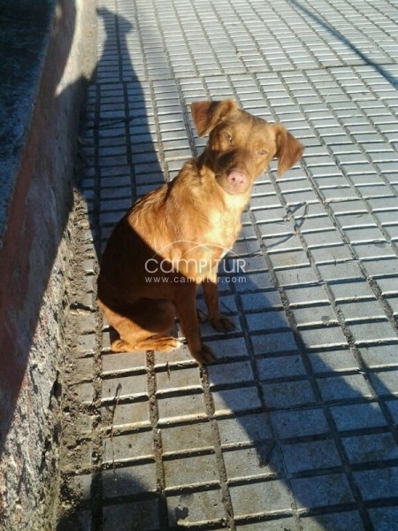 Foto 2 de SE REGALA MESTIZA DE PODENCO.