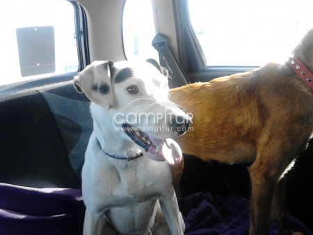 Foto 3 de SE REGALA CRUCE DE PITBULL CON BODEGUERO.