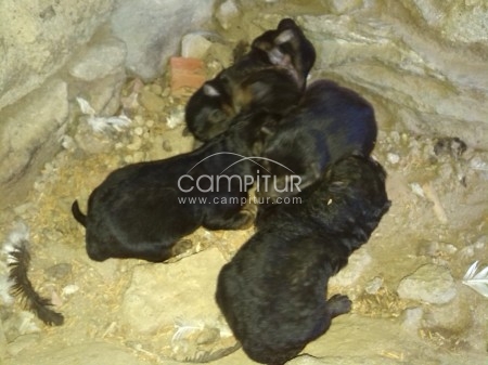 SE VENDEN