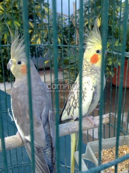 Vendo ninfas
