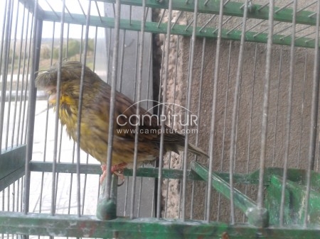 se vende gloster
