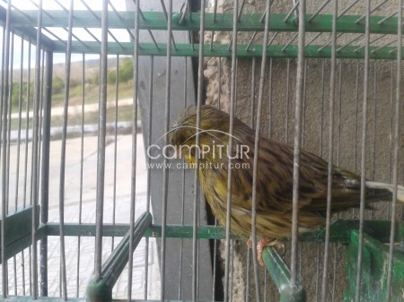 Foto 2 de se vende gloster