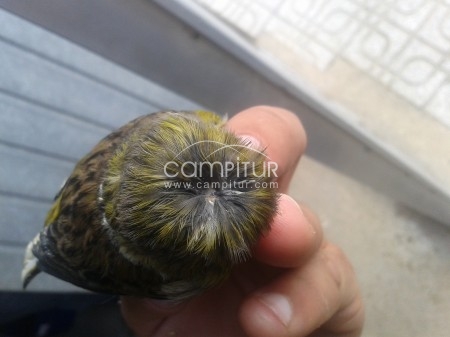 Foto 4 de se vende gloster
