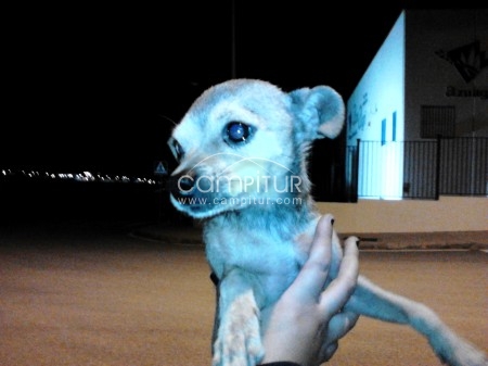 Foto 4 de DEJA TU HUELLA, DONACIONES PARA AYUDAR A ANIMALES ABANDONADOS.