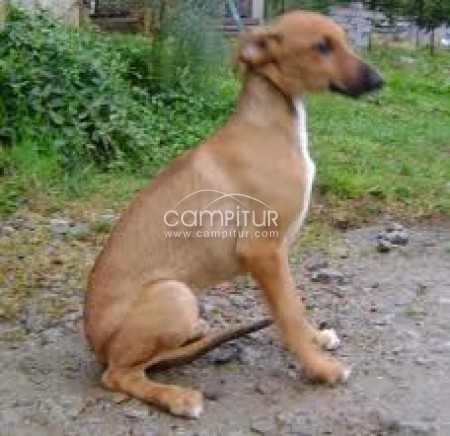 VENTA DE GALGOS