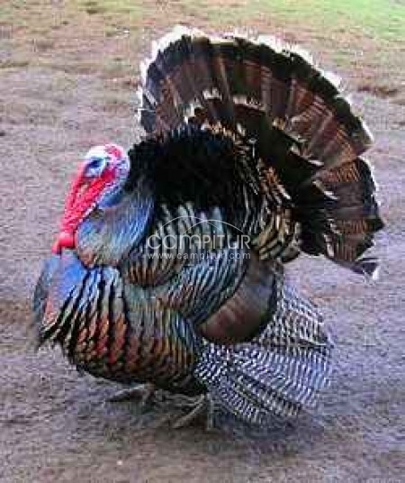 VENTA DE PAVO 