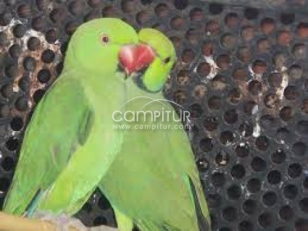 se vende pareja de cotorras de kramer