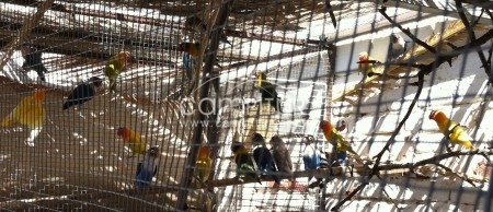 agapornis ficher!!!