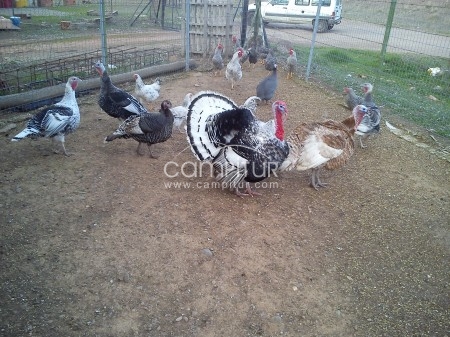 SE VENDEN PAVOS Y PAVAS