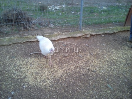 Foto 2 de SE VENDEN PAVOS Y PAVAS