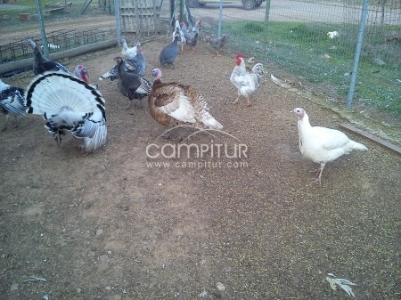 Foto 3 de SE VENDEN PAVOS Y PAVAS