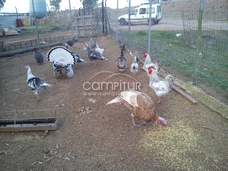 Foto 6 de SE VENDEN PAVOS Y PAVAS