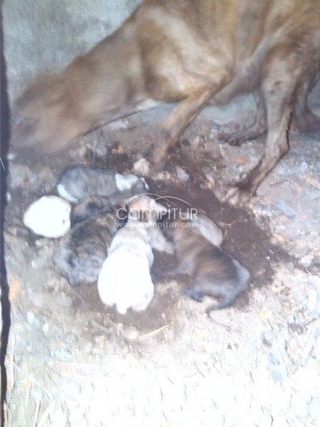 Camada de perritos recien nacidos