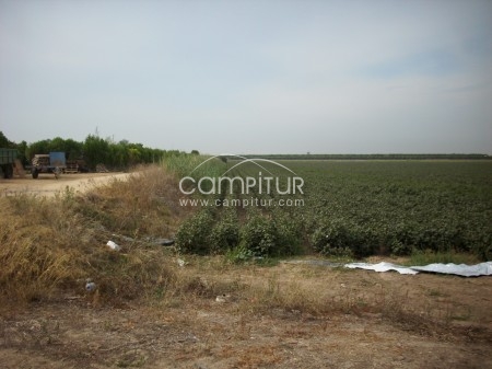 Finca rústica 14 Has EN VENTA en Dos Hermanas (Sevilla)