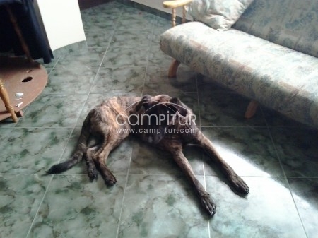 se regala perro grande cruce d pastor belga