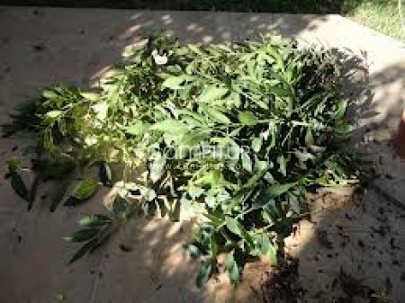 SE VENDE LAUREL