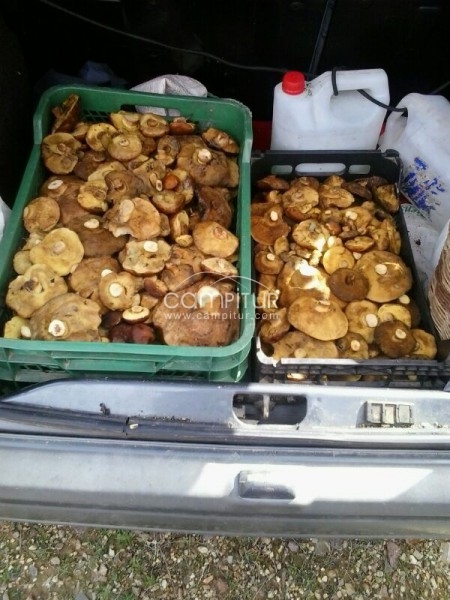 vendo faisanes de jara