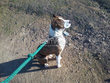 Foto 2 de busco hembra de amstaff blue