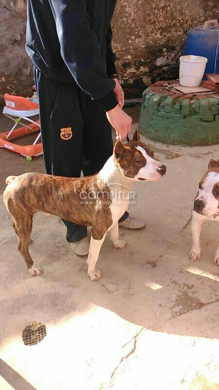 Foto 3 de busco hembra de amstaff blue