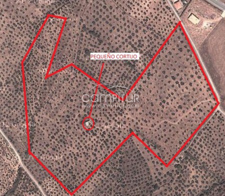 Se vende OLIVAR 7 Hectáreas 1050 pies de olivos