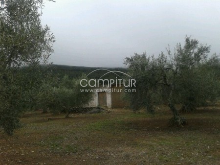 Foto 4 de Se vende OLIVAR 7 Hectáreas 1050 pies de olivos
