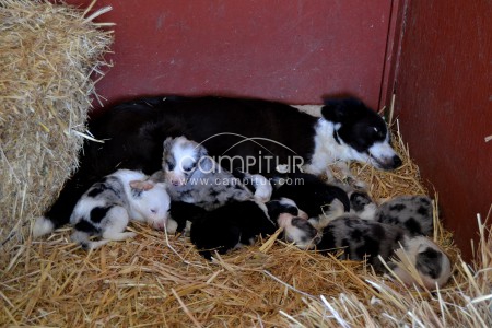 Vendo Camada de Border Collie