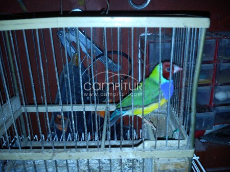 SE VENDE  O CAMBIA DIAMANTE DE GOULD