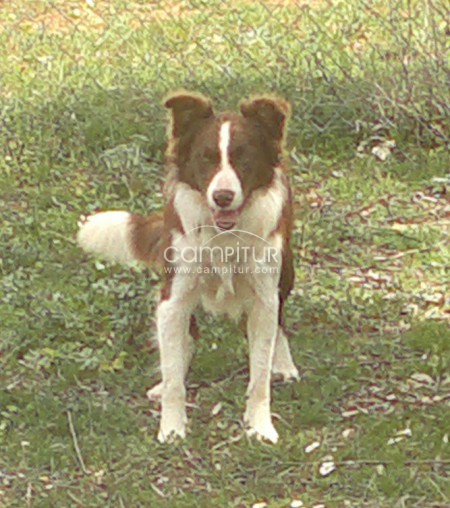 cachorros de border collie con pedigree