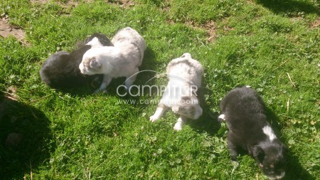 Foto 2 de cachorros de border collie con pedigree