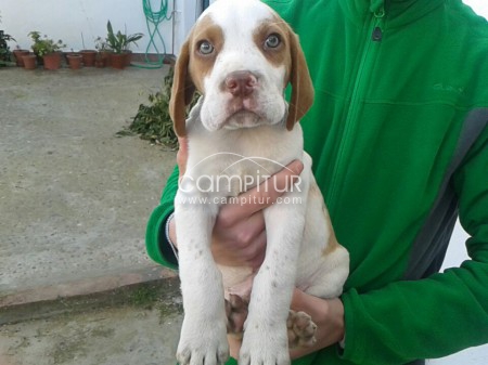 Pachon Navarro