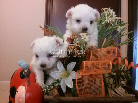 Preciosos y adorables cachorros de bichón mastés