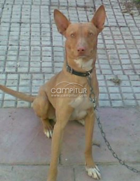 Podenco andaluz pura raza