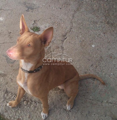 Foto 2 de Podenco andaluz pura raza