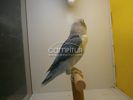 vendo agapornis