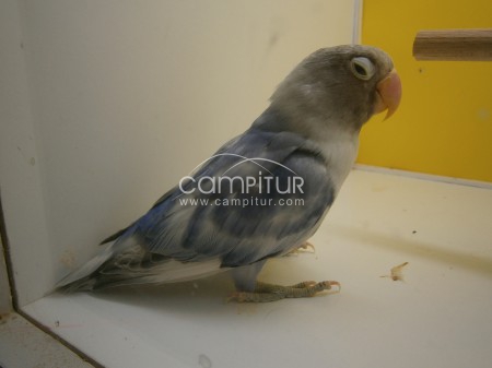 Foto 2 de vendo agapornis