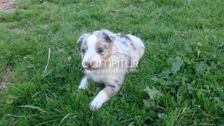 cachorros de border collie con pedigree